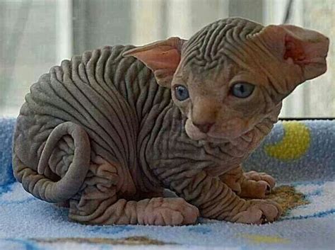 oily hairless cat|Sphynx Cat Oil Buildup